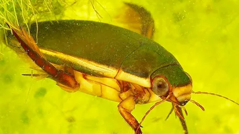 Le dytique et la précision du mouvement aquatique